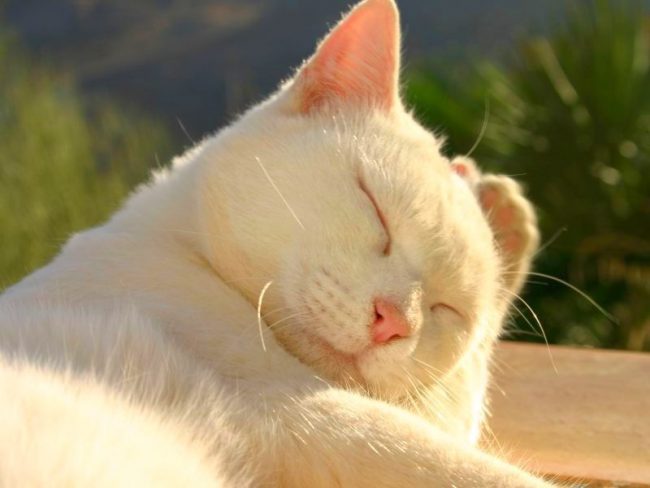 Sorgfältige Pflege ist für einen schicken weißen Katzenmantel erforderlich