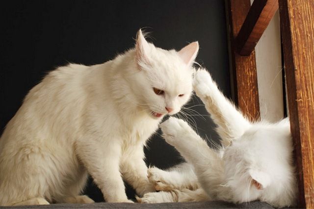 Schneiden Sie die Klauen Ihrer Katze alle drei Wochen, damit sie sich und andere nicht verkratzt.