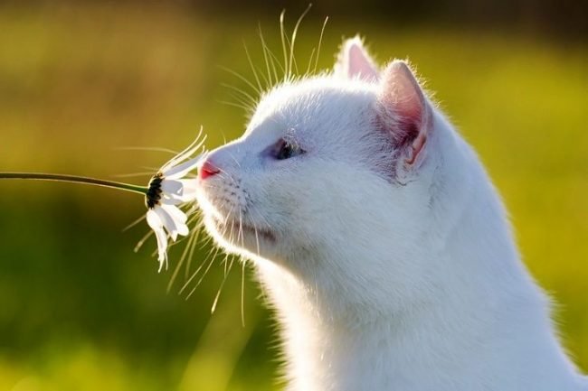 Einige Rassen von weißen Katzen haben Probleme mit den Augen - sie sind wässrig. Es kann auch eitriger Ausfluss sein.