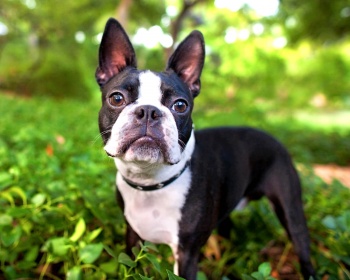 Boston Terrier (Boston Terrier) Boston Terrier