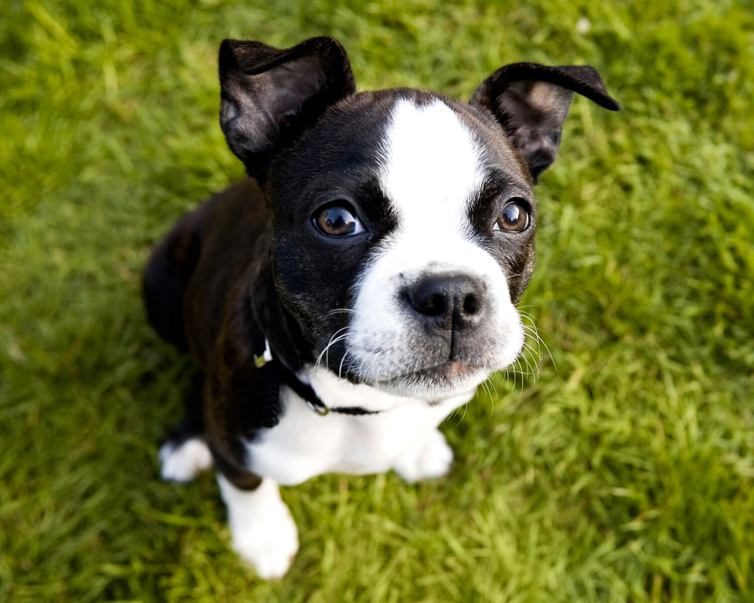Hund Boston Terrier