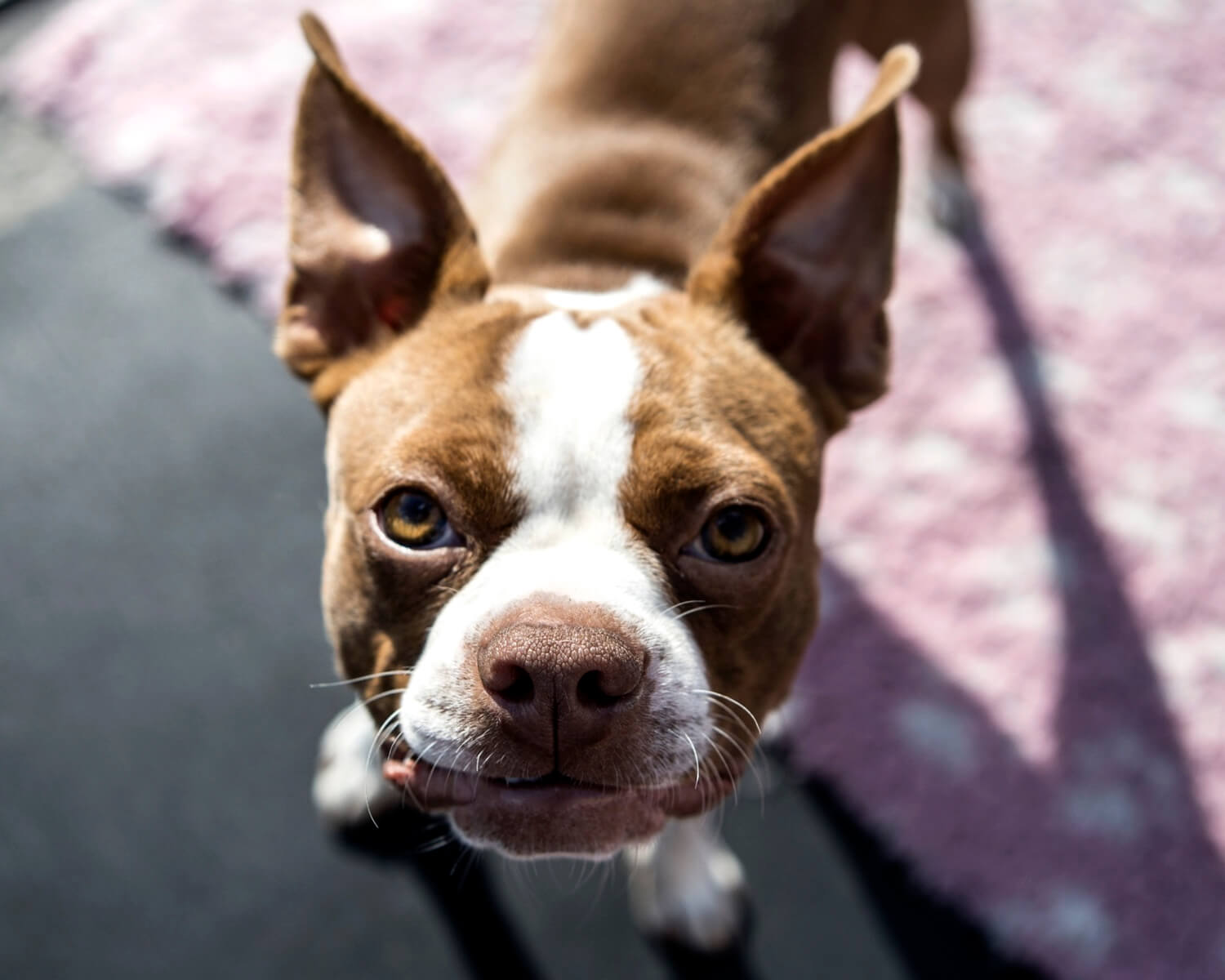 Hunderasse Boston Terrier