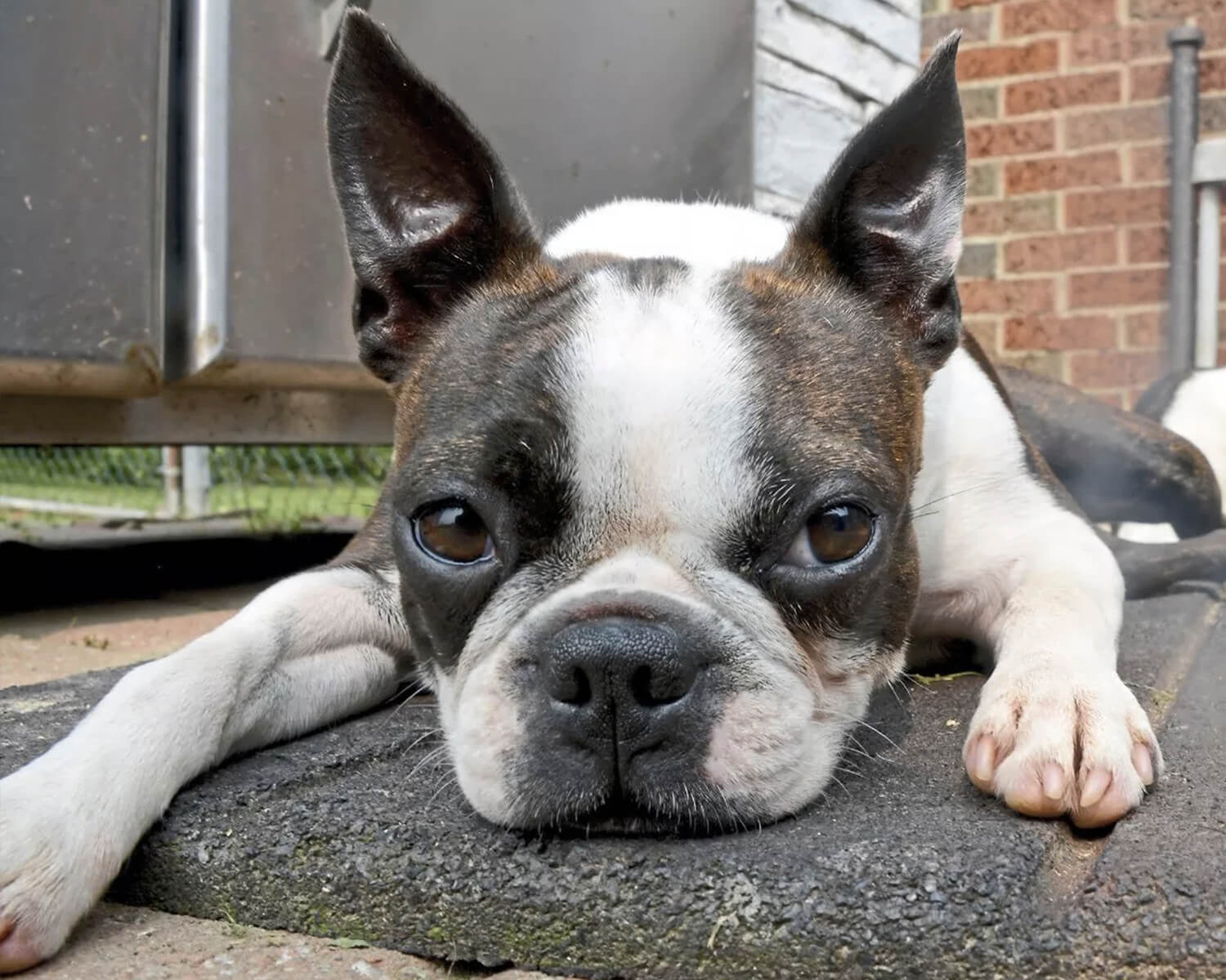 Boston Terrier züchten