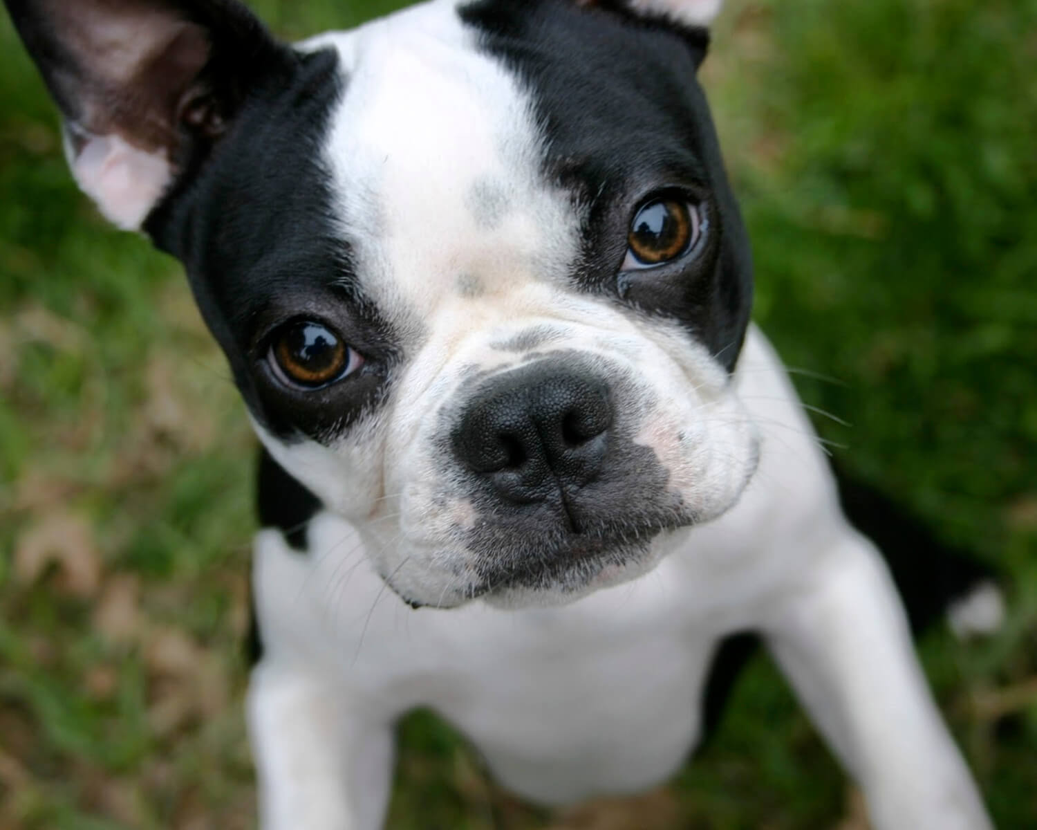 Boston Terrier Hunderasse