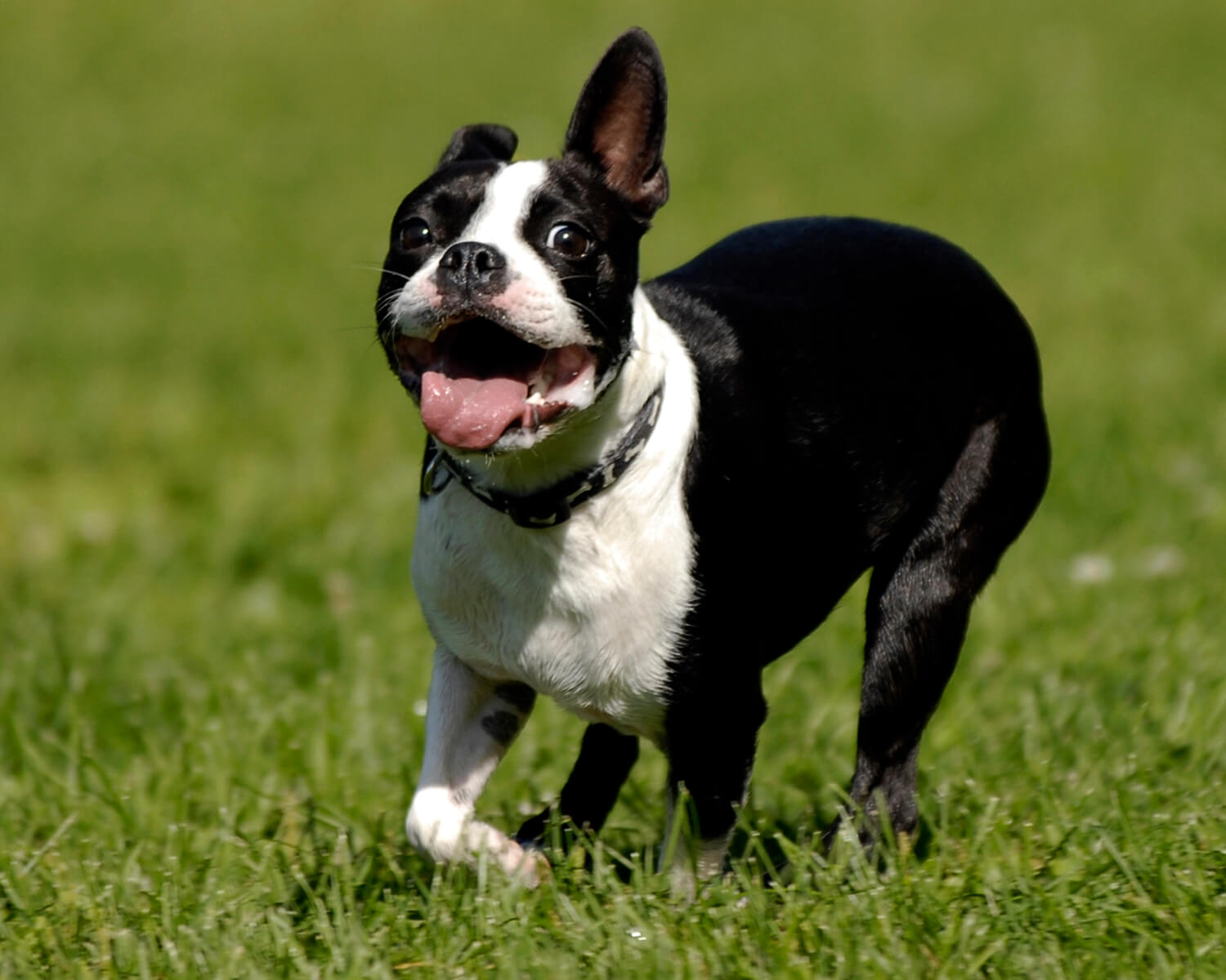 Boston Terrier Hund