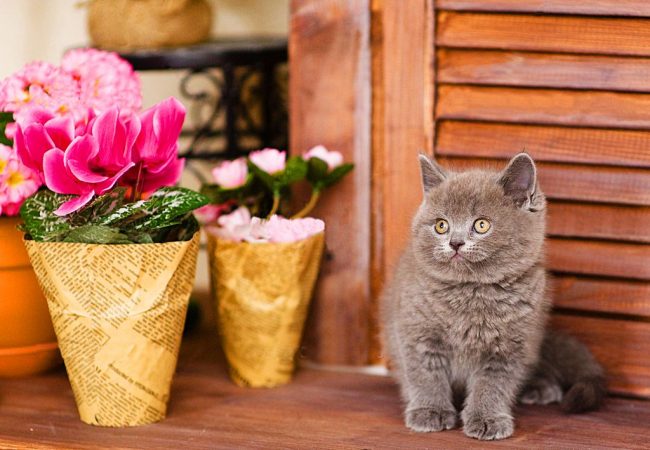 Британские котята, словно плюшевые мишки – их так хочется "потискать" Британские котята, словно плюшевые мишки – их так хочется "потискать"
