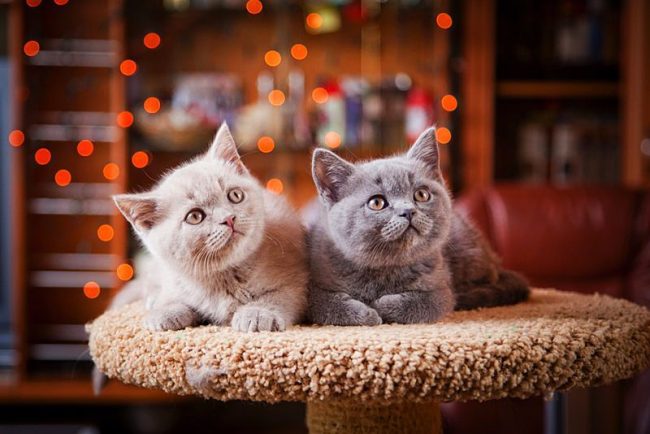 Blau und Creme British Twin Kittens Blau und Creme British Twin Kittens