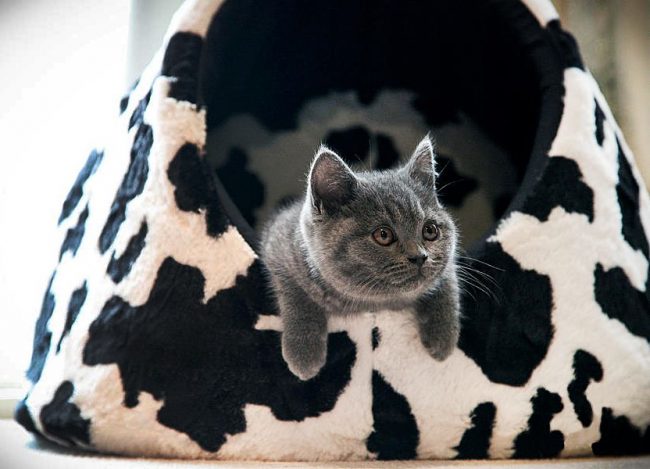 Stilvolles Haus für eine britische Katze Stilvolles Haus für eine britische Katze