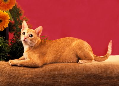 Ceylon-Katze