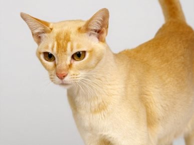Ceylon-Katze