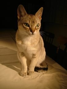 Ceylon-Katze