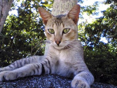 Ceylon-Katze