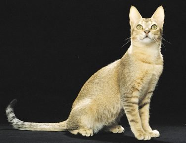 Ceylon-Katze