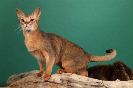 Ceylon-Katze