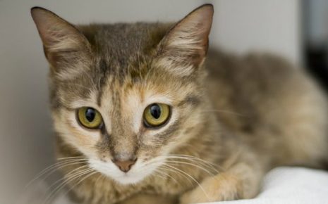 Augen einer Ceylon-Katze