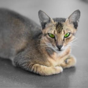 Augen einer Ceylon-Katze