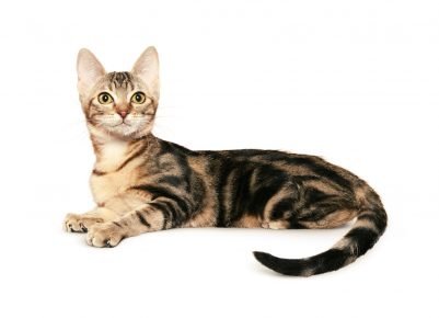 Ceylon Schildkrötenkatze