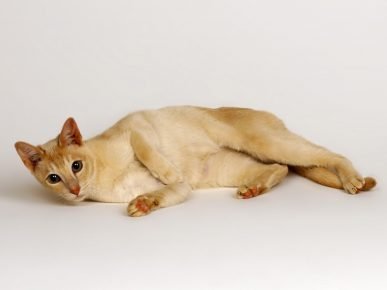 Ceylon-Katze