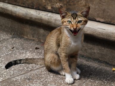 Ceylon-Katze