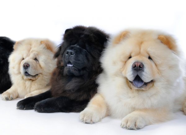 Wie man Chow-Chow füttert, lesen Sie den Artikel
