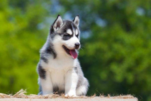 husky welpe