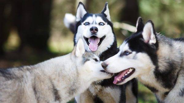 drei huskies