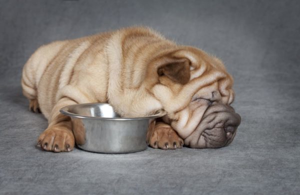 Was sharpei füttern