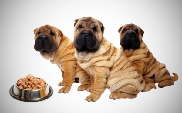 Wie man sharpei füttert, lesen Sie den Artikel