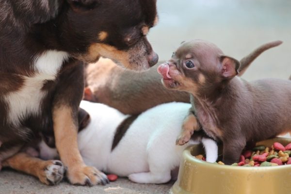 Süße Hunde