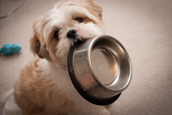 Wie man Shih Tzu füttert