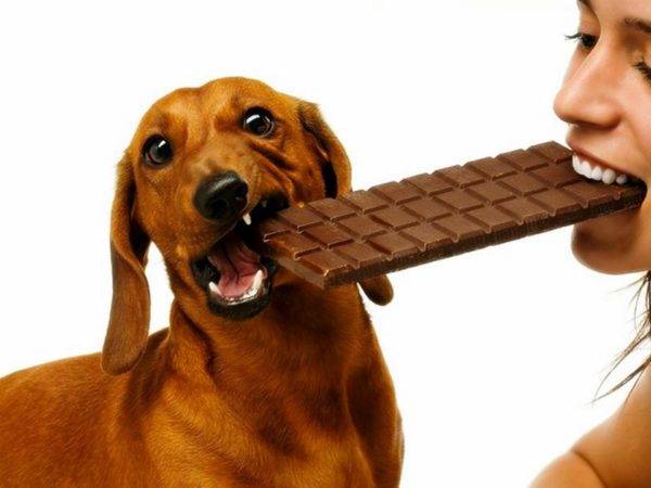 Der Hund darf nicht süß sein