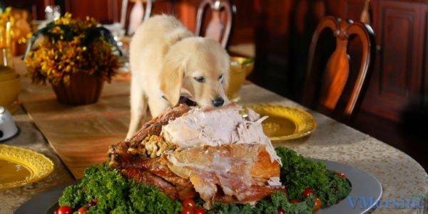 Was kann ein Hund nicht füttern