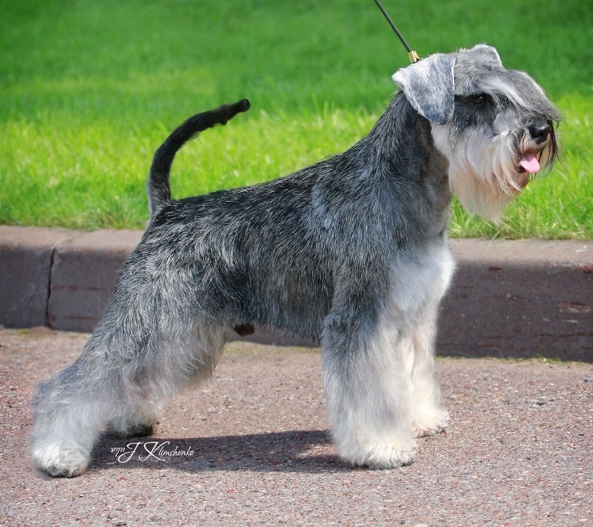 Zwergschnauzer - Fellfarben mit Foto und kurz über züchten