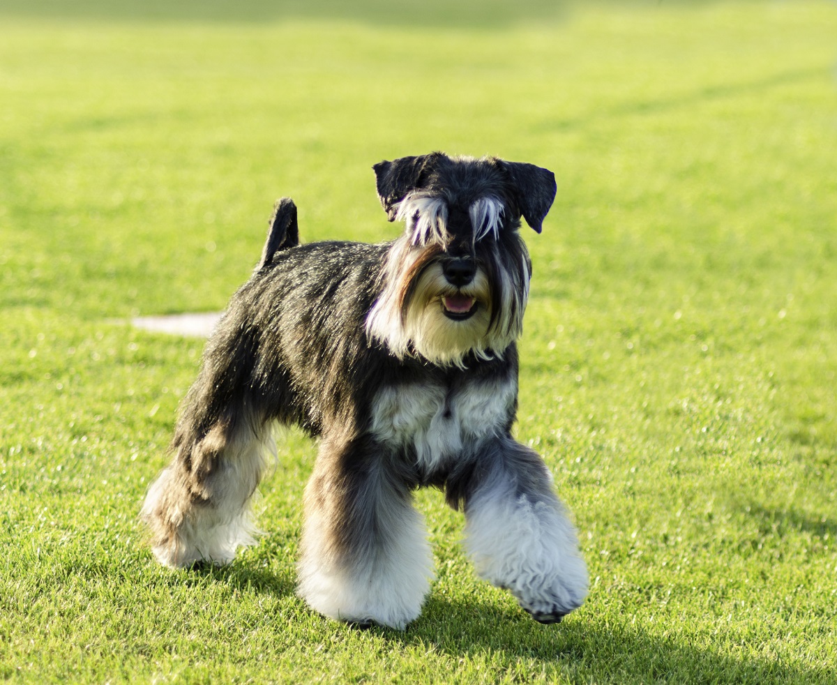 Zwergschnauzer - Fellfarben mit Foto und kurz über züchten