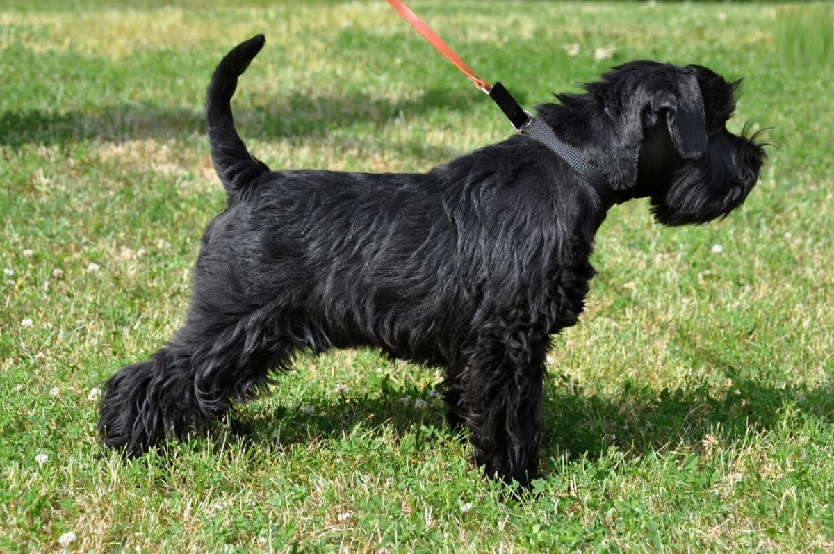 Zwergschnauzer - Fellfarben mit Foto und kurz über züchten