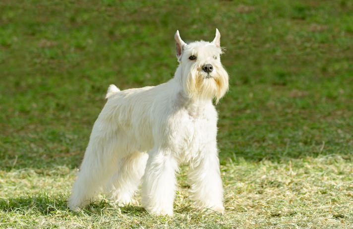 Zwergschnauzer - Fellfarben mit Foto und kurz über züchten