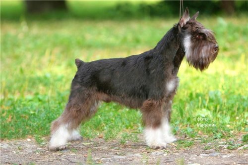 Zwergschnauzer - Fellfarben mit Foto und kurz über züchten