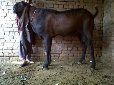 Ziege Shami
