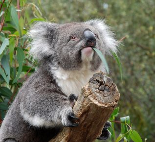 Koala isst zu Mittag