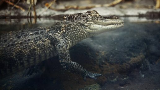 Krokodil im Wasser