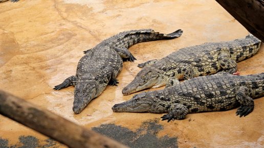 Krokodile im Sand