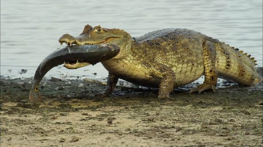 Krokodil mit Fisch