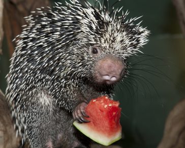 Stachelschwein isst Wassermelone