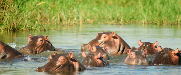 Flusspferde im Wasser