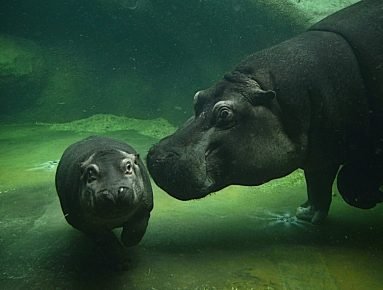 Nilpferd mit einem Jungen unter Wasser