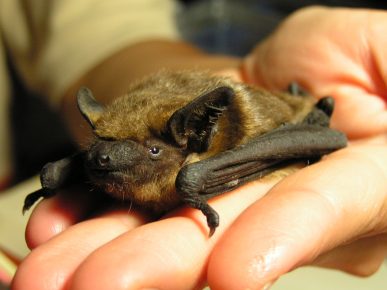 Leder ist eine Fledermaus
