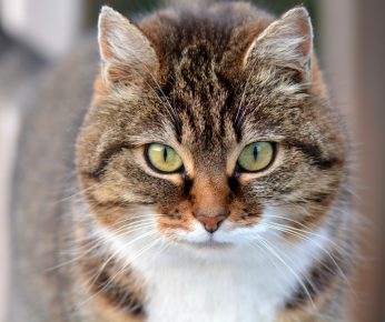 Katze