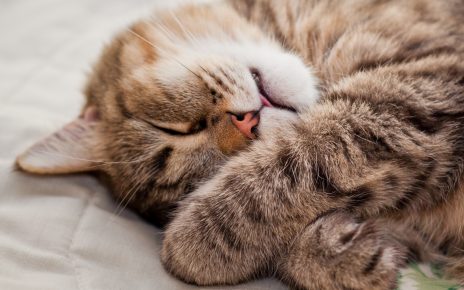 Die Katze schläft