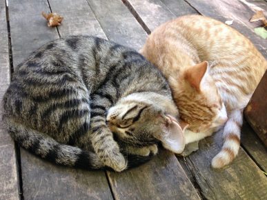 Katzen schlafen