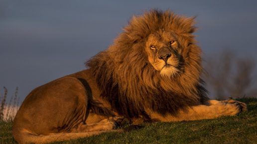 Löwe